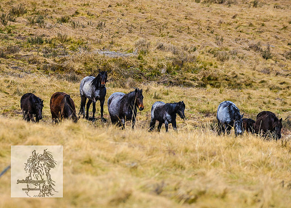 BrumbiesSep2022_0091