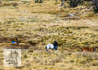 BrumbiesSep2022_0052