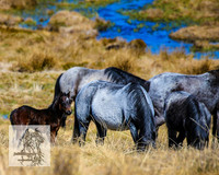 BrumbiesSep2022_0119