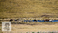 BrumbiesSep2022_0154