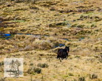 BrumbiesSep2022_0103