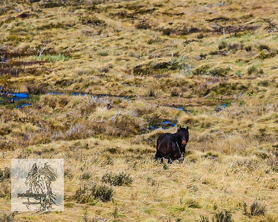 BrumbiesSep2022_0103