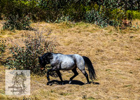 BrumbiesSep2022_0067