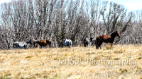 SnowyMountainsBrumbiesOct21_0536