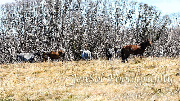 SnowyMountainsBrumbiesOct21_0536
