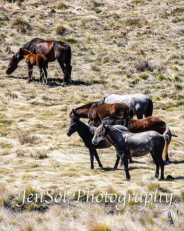 SnowyMountainsBrumbiesOct21_0451