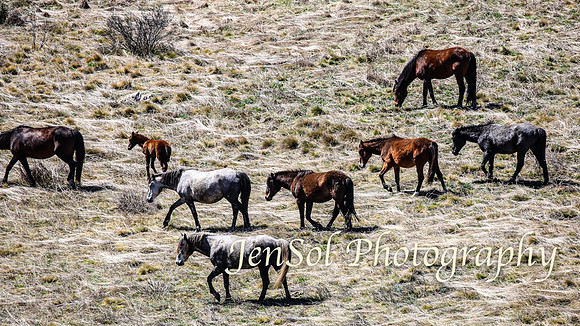 SnowyMountainsBrumbiesOct21_0460