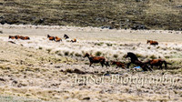 SnowyMountainsBrumbiesOct21_0501