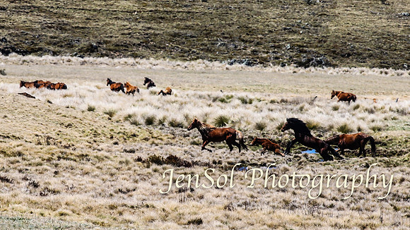 SnowyMountainsBrumbiesOct21_0501