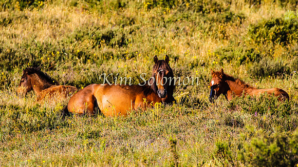 Brumbies10JanKim_0153