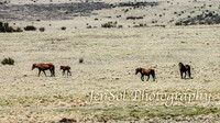 SnowyMountainsBrumbiesOct21_0476