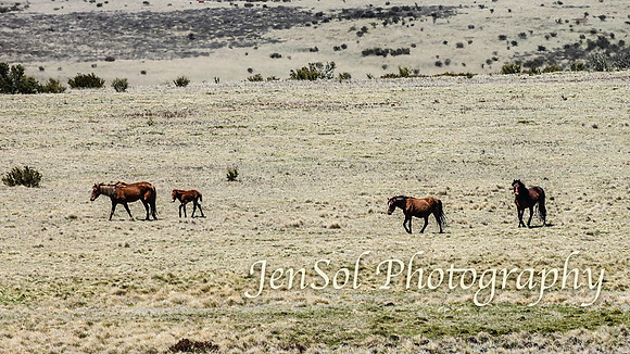SnowyMountainsBrumbiesOct21_0476