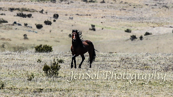 SnowyMountainsBrumbiesOct21_0515