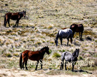 SnowyMountainsBrumbiesOct21_0434