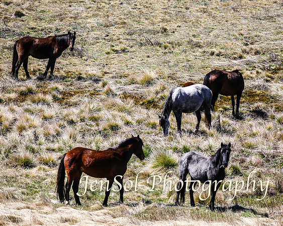 SnowyMountainsBrumbiesOct21_0434