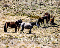SnowyMountainsBrumbiesOct21_0445
