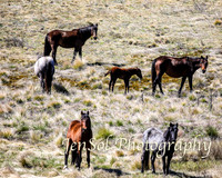 SnowyMountainsBrumbiesOct21_0440