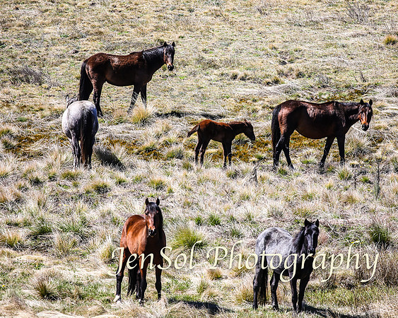 SnowyMountainsBrumbiesOct21_0440