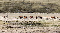 SnowyMountainsBrumbiesOct21_0489