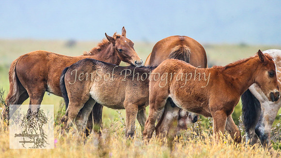 SnowyBrumbiesJan21_0040
