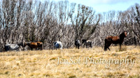 SnowyMountainsBrumbiesOct21_0531