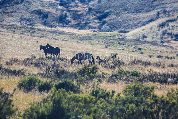 Brumbies10JanJen_0052