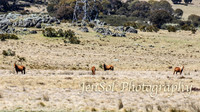 SnowyMountainsBrumbiesOct21_0464