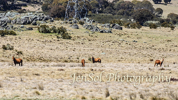 SnowyMountainsBrumbiesOct21_0464