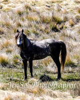 SnowyMountainsBrumbiesOct21_0437