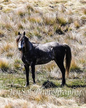 SnowyMountainsBrumbiesOct21_0437