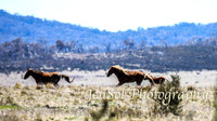 SnowyMountainsBrumbiesOct21_0523