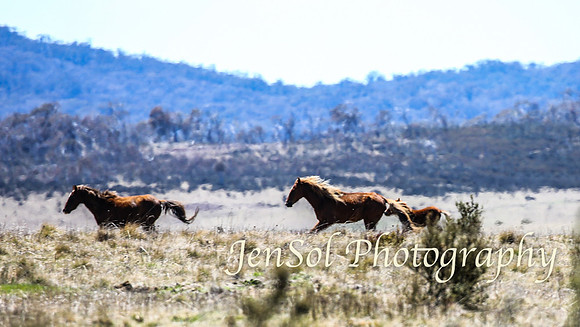 SnowyMountainsBrumbiesOct21_0523