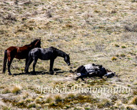 SnowyMountainsBrumbiesOct21_0447
