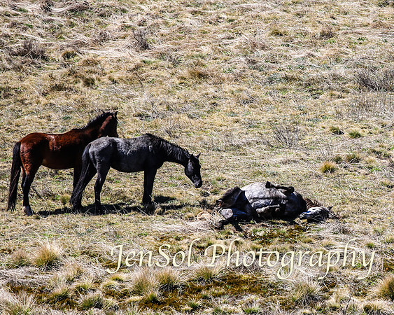 SnowyMountainsBrumbiesOct21_0447