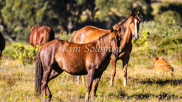 Brumbies10JanKim_0151