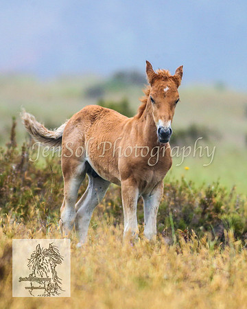 SnowyBrumbiesJan21_0034