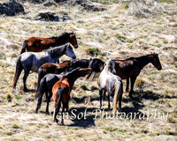 SnowyMountainsBrumbiesOct21_0453
