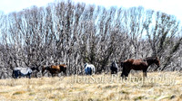 SnowyMountainsBrumbiesOct21_0542