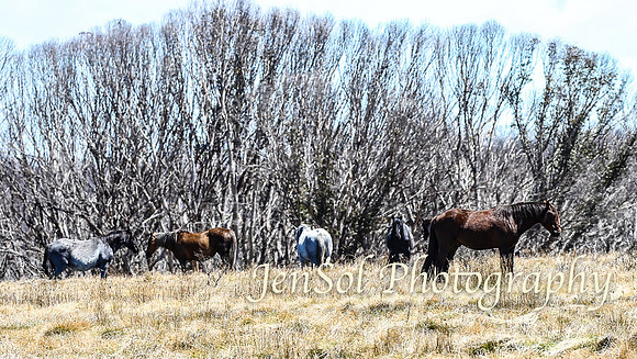 SnowyMountainsBrumbiesOct21_0542