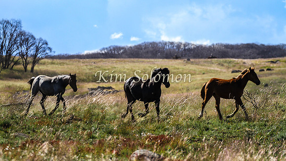 Brumbies10JanKim_0393