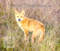 SaturdayNewYearsBrumbies_0005