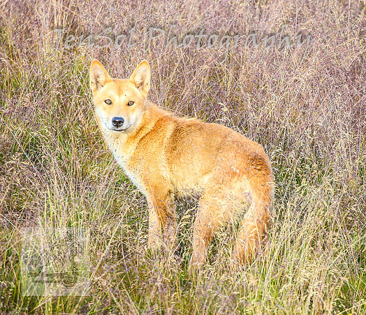SaturdayNewYearsBrumbies_0005