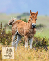 SnowyBrumbiesJan21_0035