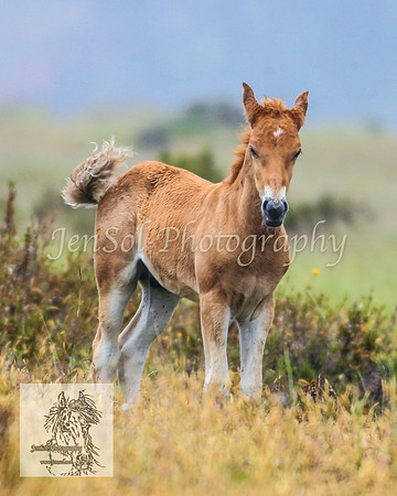 SnowyBrumbiesJan21_0035