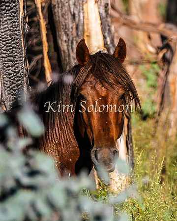 Brumbies10JanKim_0006