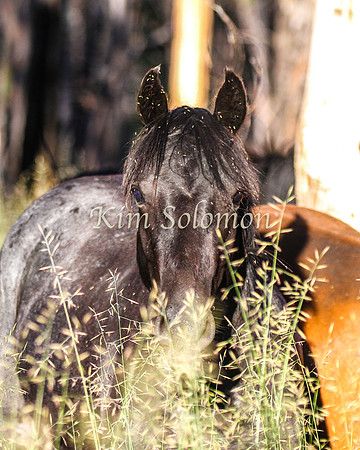Brumbies10JanKim_0058