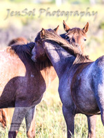 SaturdayNewYearsBrumbies_0023
