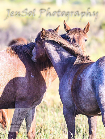 SaturdayNewYearsBrumbies_0023