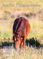 SaturdayNewYearsBrumbies_0026