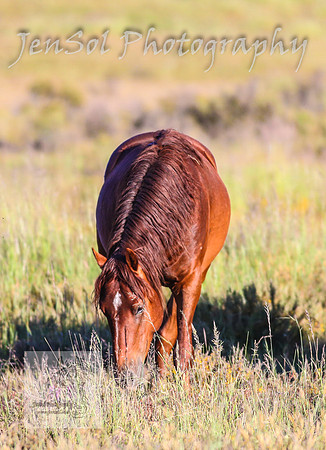 SaturdayNewYearsBrumbies_0026
